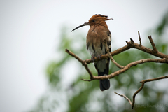 Upupa epops longirostris