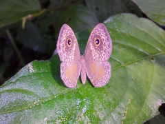 Perophthalma tullius