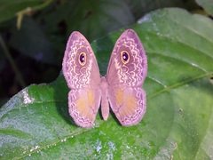 Perophthalma tullius