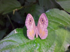 Perophthalma tullius