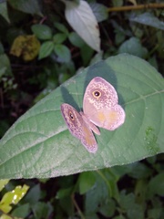 Perophthalma tullius