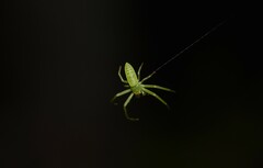 Cetratus rubropunctatus