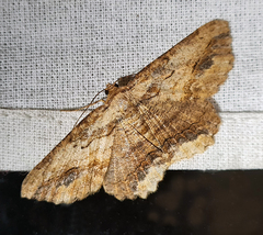 Menophra subplagiata