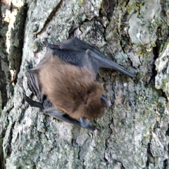 Myotis leibii