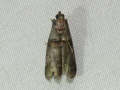 Acrobasis juglandis