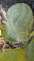 Synchytrium minutum