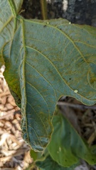 Synchytrium minutum