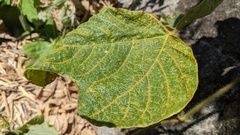 Synchytrium minutum