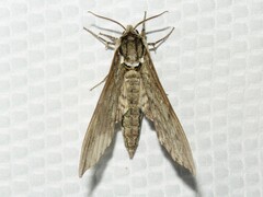 Ceratomia undulosa