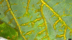 Synchytrium minutum
