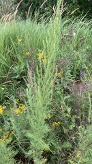 Artemisia abrotanum