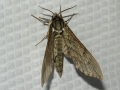 Ceratomia undulosa