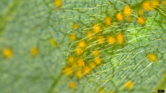 Synchytrium minutum