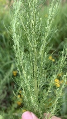 Artemisia abrotanum