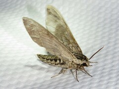 Ceratomia undulosa