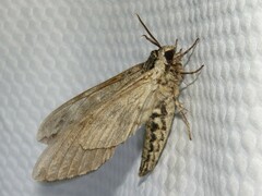 Ceratomia undulosa