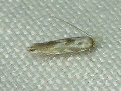 Phyllonorycter apparella