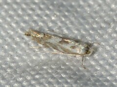 Phyllonorycter apparella