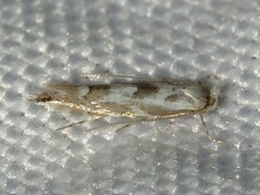 Phyllonorycter apparella