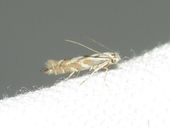 Phyllonorycter apparella
