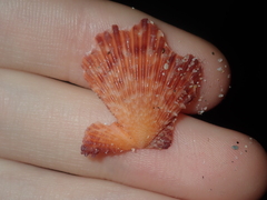 Scaeochlamys squamata