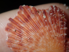 Scaeochlamys squamata