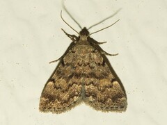 Idia concisa