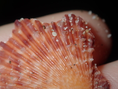 Scaeochlamys squamata