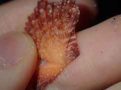 Scaeochlamys squamata