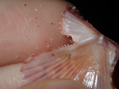 Scaeochlamys squamata