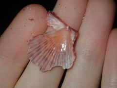 Scaeochlamys squamata