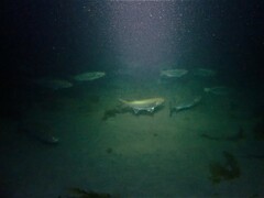 Aldrichetta forsteri