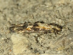 Blastodacna atra