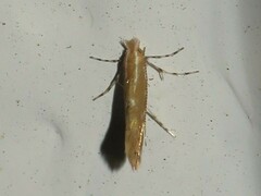 Cremastobombycia solidaginis