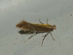 Cremastobombycia solidaginis