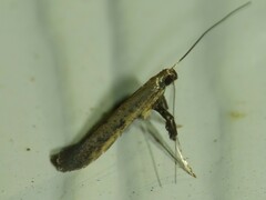 Caloptilia hypericella