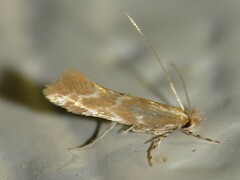 Cremastobombycia solidaginis