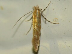 Cremastobombycia solidaginis