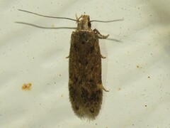 Chionodes thoraceochrella