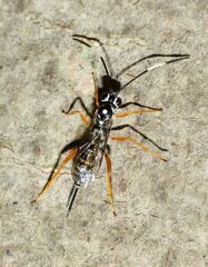 Cryptanura septentrionalis