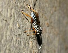 Cryptanura septentrionalis