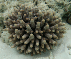 Acropora humilis