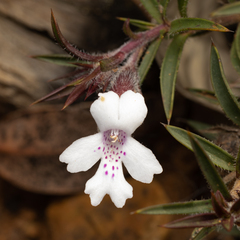 Hemiandra pungens