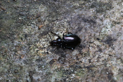 Physodera eschscholtzii