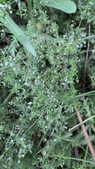 Galium humifusum