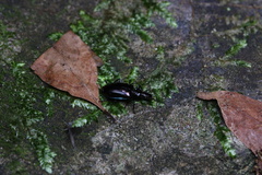 Physodera eschscholtzii