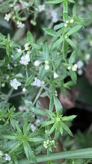 Galium humifusum