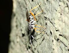 Cryptanura septentrionalis