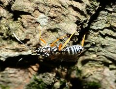 Cryptanura septentrionalis