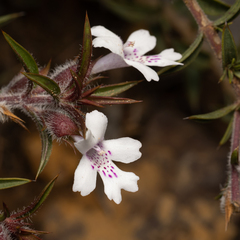 Hemiandra pungens